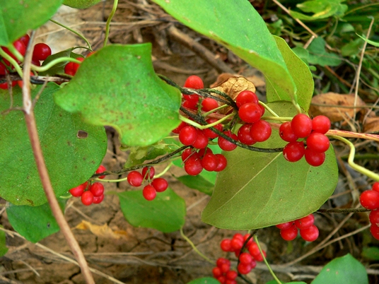 {Cocculus carolinus}